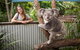 Breakfast With The Koalas At Hartley\'s Crocodile Park From Cairns Or Palm Cove - thumb 1