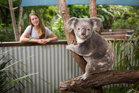 Breakfast With The Koalas At Hartley\'s Crocodile Park From Cairns Or Palm Cove - Accommodation Adelaide 1