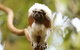 Breakfast With The Koalas At Hartley\'s Crocodile Park From Cairns Or Palm Cove - thumb 4