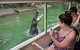 Breakfast With The Koalas At Hartley\'s Crocodile Park From Cairns Or Palm Cove - thumb 6