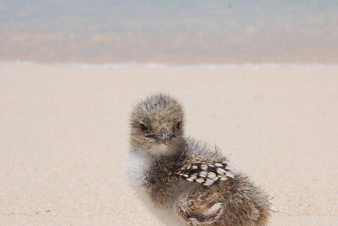 Ocean Spirit Michaelmas Cay Dive And Snorkel Cruise From Cairns - Accommodation Adelaide 2
