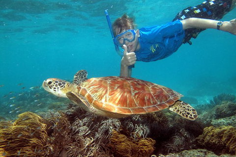 Ocean Spirit Michaelmas Cay Dive And Snorkel Cruise From Cairns - Accommodation Adelaide 6