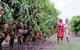 Boutique Atherton Tablelands Small-Group Food And Wine Tasting Tour From Cairns - thumb 25