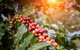 Boutique Atherton Tablelands Small-Group Food And Wine Tasting Tour From Cairns - thumb 6