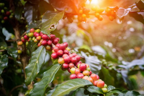 Boutique Atherton Tablelands Small-Group Food And Wine Tasting Tour From Cairns - Accommodation Adelaide 6