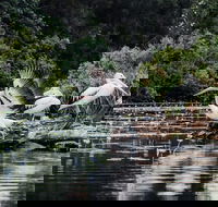 Everglades Eco Safari to Australia's Everglades - Accommodation Adelaide