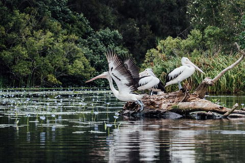 Everglades Eco Safari To Australia\'s Everglades - Accommodation Adelaide 0