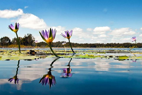 Everglades Eco Safari To Australia\'s Everglades - Accommodation Adelaide 11