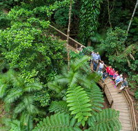 Daintree Rainforest Cape Tribulation and Bloomfield Track Small Group Tour - Accommodation Adelaide