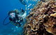 Great Barrier Reef Diving And Snorkeling Cruise From Cairns - thumb 7