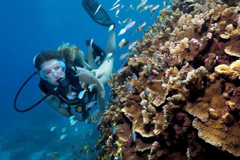 Great Barrier Reef Diving And Snorkeling Cruise From Cairns - Accommodation Adelaide 7