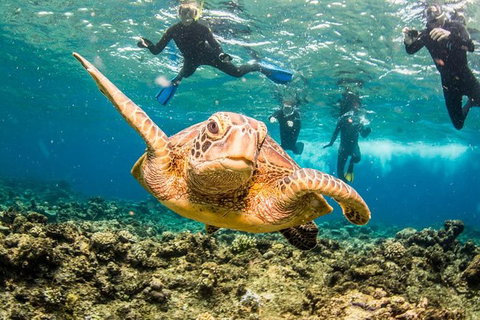 Great Barrier Reef Diving And Snorkeling Cruise From Cairns - Accommodation Adelaide 8
