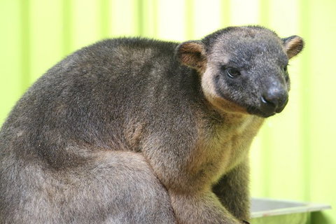 2-Day Green Island Cruise And Kuranda Day Trip - Accommodation Adelaide 5