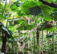 2-Day Cape Tribulation and Daintree Rainforest Tour from Cairns /Port Douglas - Accommodation Adelaide