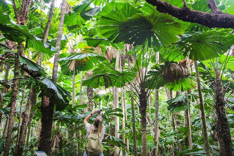 2-Day Cape Tribulation And Daintree Rainforest Tour From Cairns /Port Douglas - Accommodation Adelaide 0