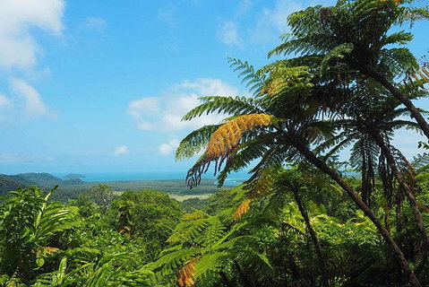 2-Day Cape Tribulation And Daintree Rainforest Tour From Cairns /Port Douglas - Accommodation Adelaide 1
