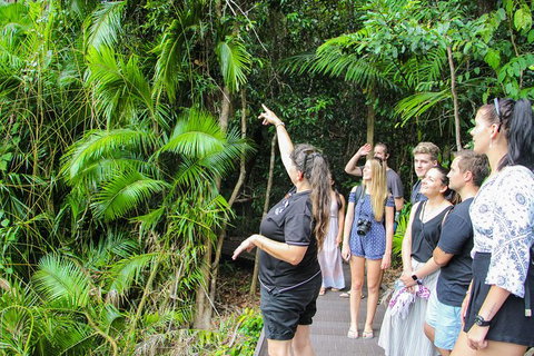 2-Day Cape Tribulation And Daintree Rainforest Tour From Cairns /Port Douglas - Accommodation Adelaide 5
