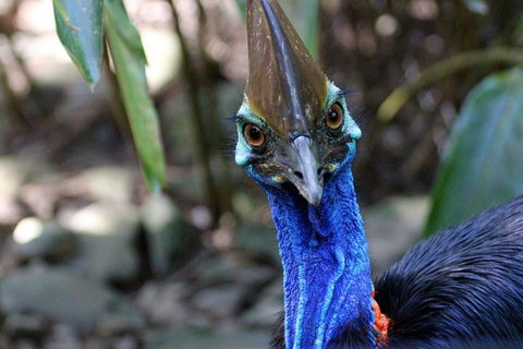 2-Day Cape Tribulation And Daintree Rainforest Tour From Cairns /Port Douglas - Accommodation Adelaide 8