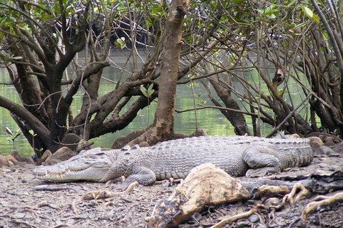 Small Group Daintree Rainforest Tour - Accommodation Adelaide 3