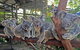 Kuranda Highlights Including Rainforestation Aboriginal Culture And Wildlife - thumb 6