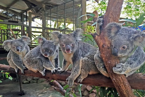 Kuranda Highlights Including Rainforestation Aboriginal Culture And Wildlife - Accommodation Adelaide 6