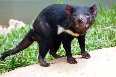 Kuranda Highlights Including Rainforestation Aboriginal Culture And Wildlife - Accommodation Adelaide 7