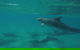 Kayak With Dolphins And 4WD Great Beach Drive Day Trip From Noosa - thumb 10