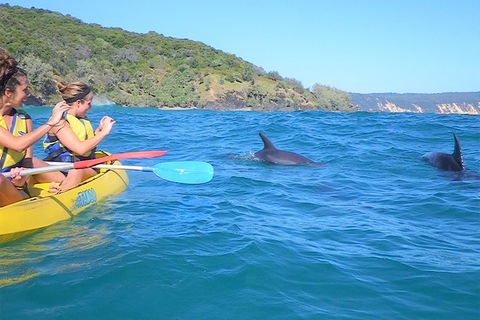 Kayak With Dolphins And 4WD Great Beach Drive Day Trip From Noosa - Accommodation Adelaide 5