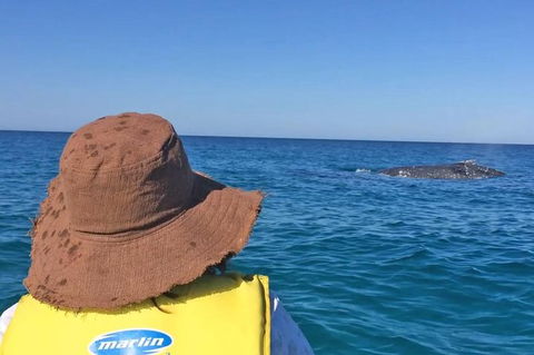 Kayak With Dolphins And 4WD Great Beach Drive Day Trip From Noosa - Accommodation Adelaide 2
