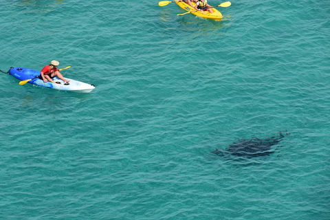 Kayak With Dolphins And 4WD Great Beach Drive Day Trip From Noosa - Accommodation Adelaide 18