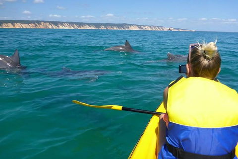 Kayak With Dolphins And 4WD Great Beach Drive Day Trip From Noosa - Accommodation Adelaide 0