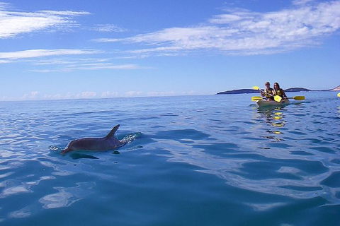 Kayak With Dolphins And 4WD Great Beach Drive Day Trip From Noosa - Accommodation Adelaide 7