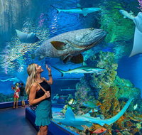 Cairns Aquarium Admission Ticket - Accommodation Adelaide