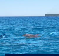 Noosa Wild Dolphin Safari - Accommodation Adelaide