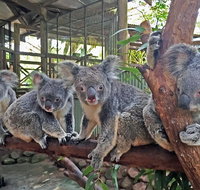 Skip the Line Kuranda Rainforestation Nature Park Ticket - Accommodation Adelaide