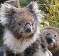 Kuranda Koala Gardens and Birdworld Admission Tickets - Accommodation Adelaide