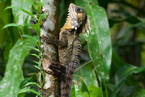 3-Day Best Of Cairns Combo: The Daintree Rainforest, Great Barrier Reef, And Kuranda - Accommodation Adelaide 4