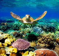 3-Day Best of Cairns Combo The Daintree Rainforest Great Barrier Reef and Kuranda - Accommodation Adelaide