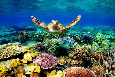 3-Day Best Of Cairns Combo: The Daintree Rainforest, Great Barrier Reef, And Kuranda - Accommodation Adelaide 0
