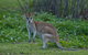 3-Day Best Of Cairns Combo: The Daintree Rainforest, Great Barrier Reef, And Kuranda - thumb 1