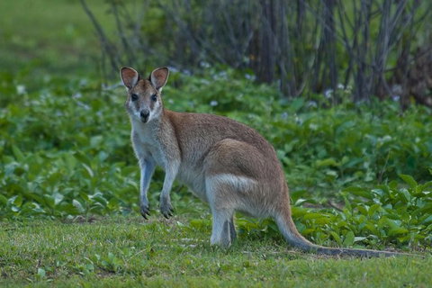 3-Day Best Of Cairns Combo: The Daintree Rainforest, Great Barrier Reef, And Kuranda - Accommodation Adelaide 1