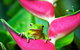 3-Day Best Of Cairns Combo: The Daintree Rainforest, Great Barrier Reef, And Kuranda - thumb 10