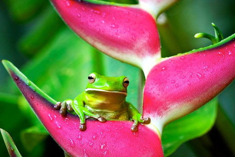 3-Day Best Of Cairns Combo: The Daintree Rainforest, Great Barrier Reef, And Kuranda - Accommodation Adelaide 10