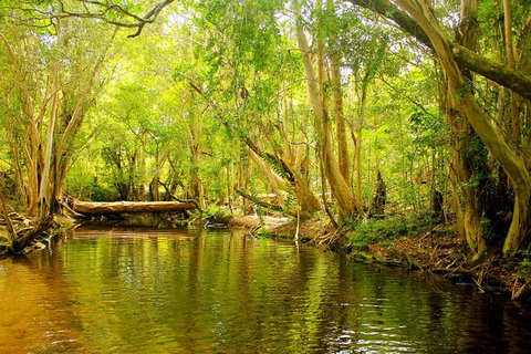 Private Half Day Tour: Exclusive World Heritage Rainforest And Waterfall Tour From Cairns - Accommodation Adelaide 0