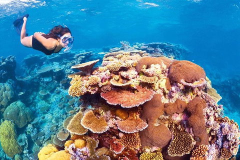 6-Day Best Of Cairns Including The Great Barrier Reef, Kuranda And The Daintree Rainforest - Accommodation Adelaide 0