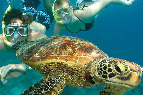 6-Day Best Of Cairns Including The Great Barrier Reef, Kuranda And The Daintree Rainforest - Accommodation Adelaide 8