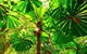 Private Daintree National Park Day Tour From Cairns Including Cape Tribulation And Mossman Gorge - thumb 2
