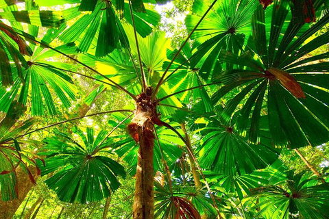 Private Daintree National Park Day Tour From Cairns Including Cape Tribulation And Mossman Gorge - Accommodation Adelaide 2