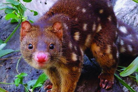 Hartley\'s Crocodile Adventures Entry Ticket And Breakfast With The Koalas - Accommodation Adelaide 6
