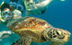 4-Day Cairns With Great Barrier Reef And Daintree Rainforest - thumb 4